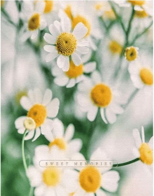 Фотоальбом "UFO" №PP-46200 10х15х200 Сute Daisies